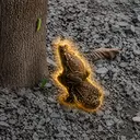 TOADS