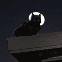 batcat