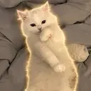 woahcat