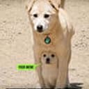 RUFF