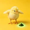 ChickShit