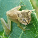 FROGCAT