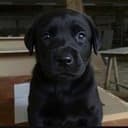 Blackdog