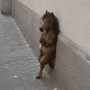 chillhorse