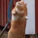 chacat