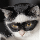 Catcoon