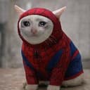 SPIDERCATE
