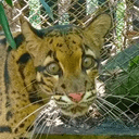 NONGNUENG