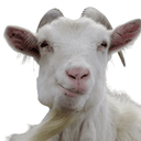 goat