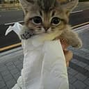 WrappedCat