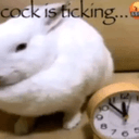 cock