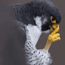 Shh