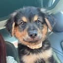 TOBY