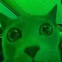 小绿猫