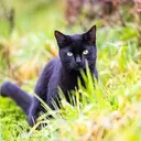 MIAU