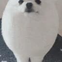 EGGDOG