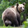BEAR BALLS