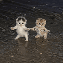 DREAMCATS