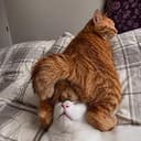 catball