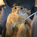 Trenchcat