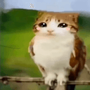 sillycat