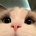 cot