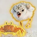 Chick