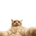 Selfiecat