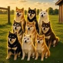 SHIBAS