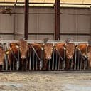 5COW