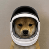 SPACEDOG