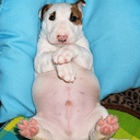 $CHUBBYDOG