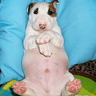 $CHUBBYDOG
