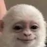 ALBERT
