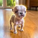 Dolly