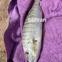 Beltran