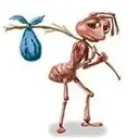 ANT