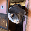 Sushorse