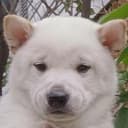 Toshi