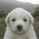 Copito