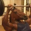 horses