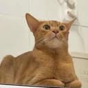阿莫西林猫