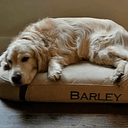 Barley