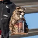 RACOON