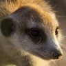 Meerkat