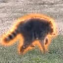 HIM