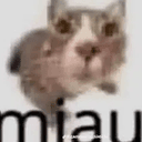 miau