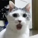 OMGCAT