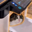 copycat