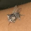 MEOWSQUITO